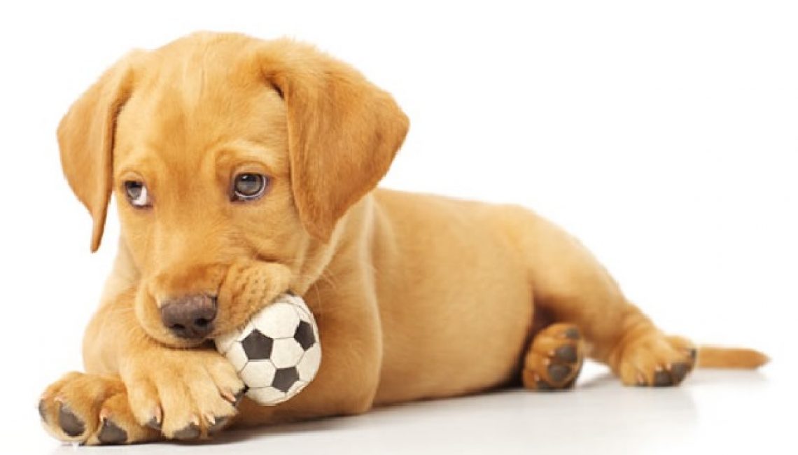 cute-labrador-pup-dog-ball-photo